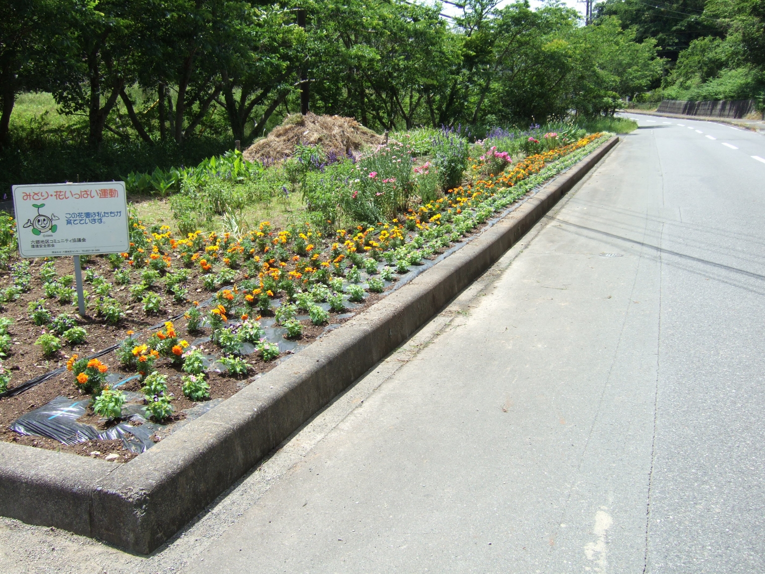 綺麗に植えられました